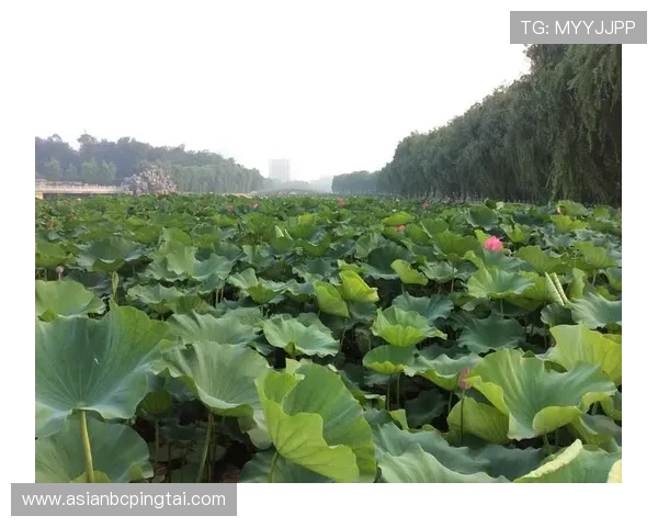 威龙国际娱乐：丰富的赛事和活动让娱乐更加精彩纷呈